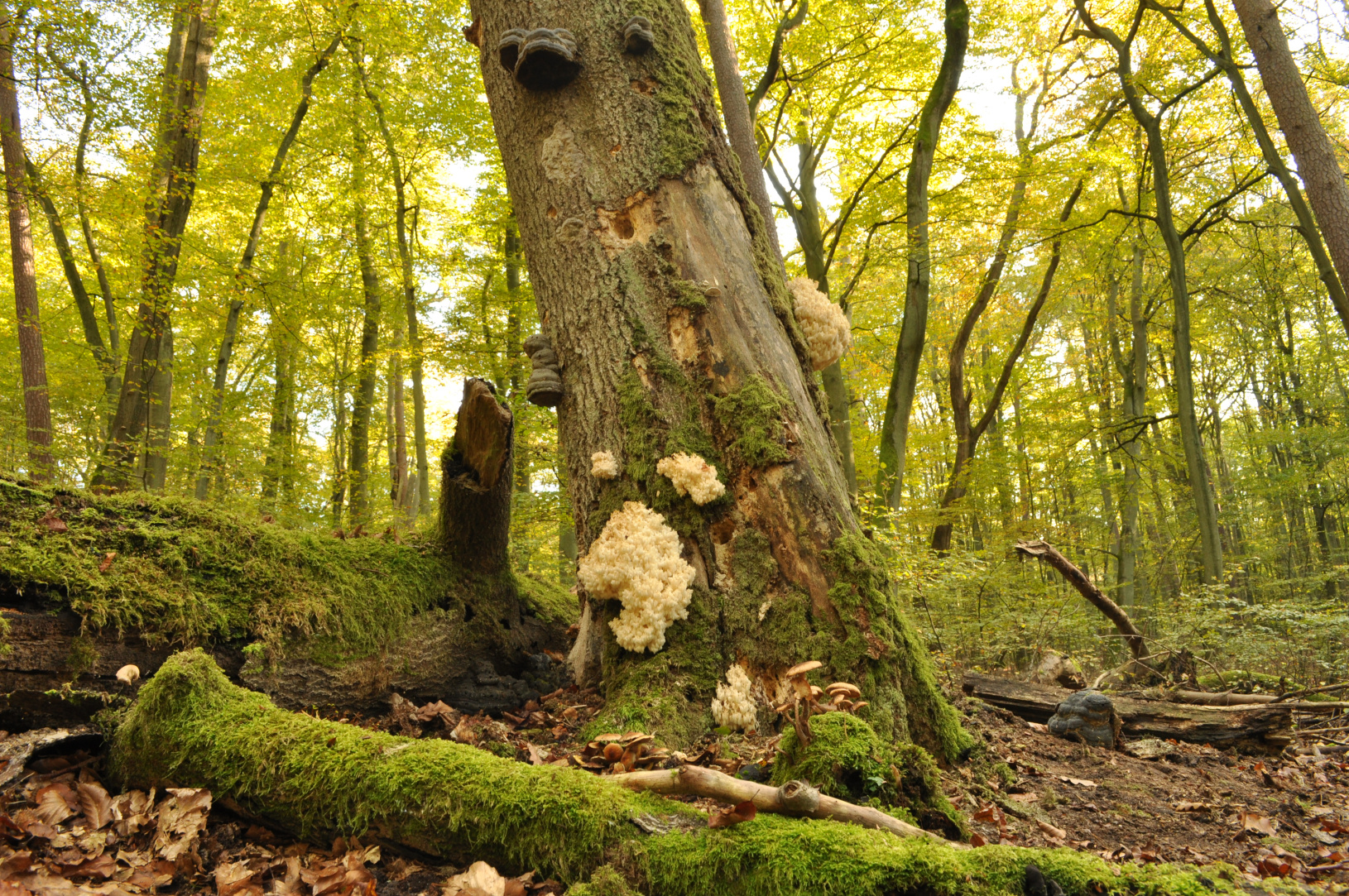 Alte Buchenwälder und Buchenurwälder der Karpaten und anderer Regionen ...